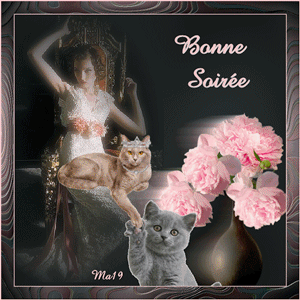 Gif animé bonne soirée chats